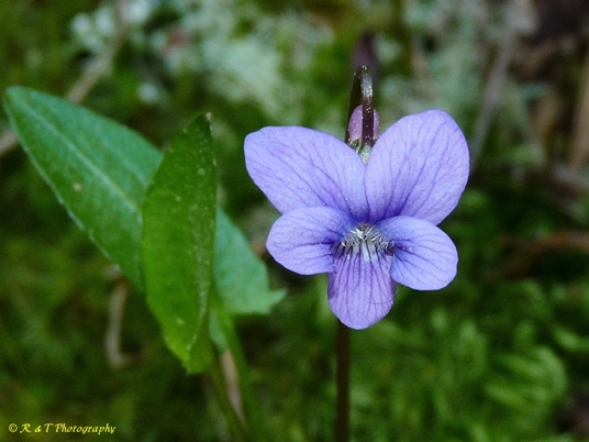 {Viola sagittata}